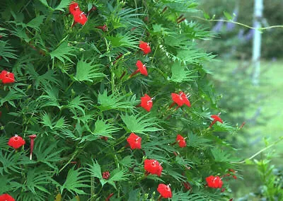 Cardinal Climber Vine HUMMINGBIRDS Red Flower 24 Seeds! GroCo BUY 10=SHIPS FREE • $1.99