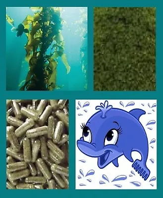 Pure Kelp Seaweed Organic Sourced Vegan Capsules - High Vegetarian Iodine Source • £5.78