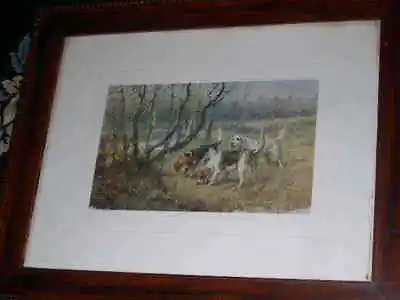 Antique Beagle Hunting Dog Picture Maud Earl 1906 Ltd • $249