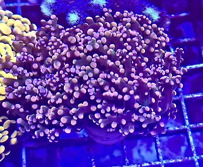 Peach Frogspawn Coral 2 HEADS WYSIWYG LPS FRAG  A&G • $49.99