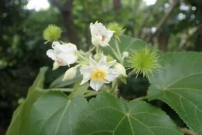 Entelea Arborescens | Whau | New Zealand Mulberry | Corkwood | 10 Seeds • $9.79