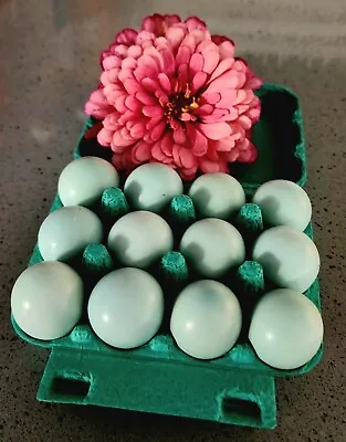 12  Celadon Coturnix /Japanese Quail  Hatching Eggs (JUMBOS IN THE GENES) • $49