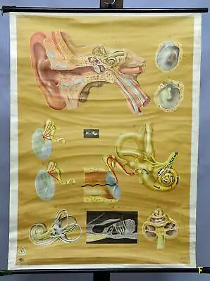 School Medical Wall Chart Biology Anatomy Physiology Ear & Organ Of Hearing • $215.99