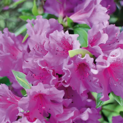 T&M Azalea Hardy Shrub Evergreen Flowering Garden Plant 'Dwarf Lilac' 9cm Pots • £14.99