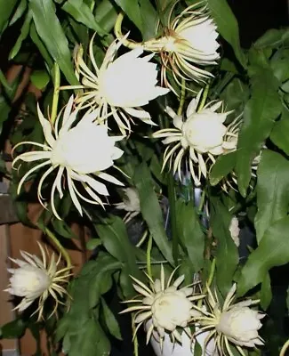 Epiphyllum Oxypetalum 5.5  Rooted HUGE White Fragrant Flowers Succulent Cactus • $38.11