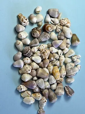 Sea Shells From Hawaii Small Mixed Lot 5 Oz • $35