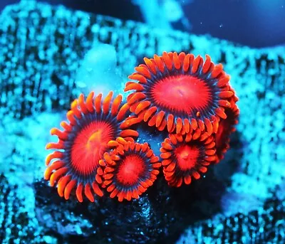 Bam Bam Zoa Zoanthids Paly Zoa SPS LPS Corals WYSIWYG • $4.99