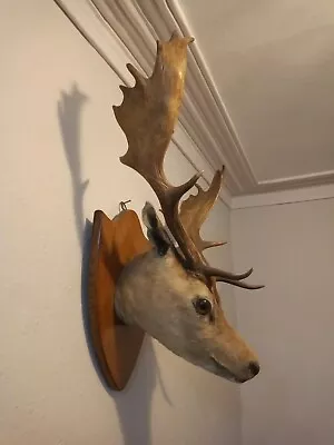 £250 • Buy Fallow Deer Head 