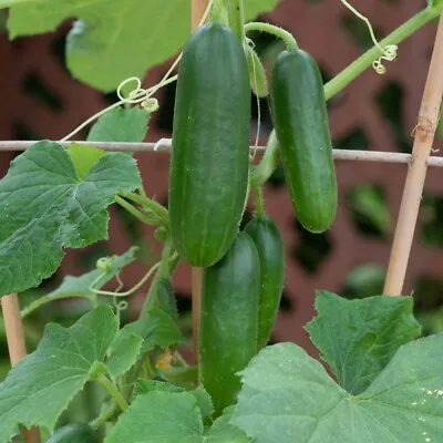 Cucumber 'Minicrisp'. Plug Plant X 4. Grow Your Own Mini Snack Cucumbers • £9.95