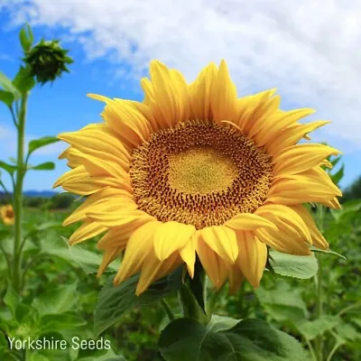 Giant Titan Sunflower 12 To 14 Feet Tall - 35x Seeds - Flower • £1.99