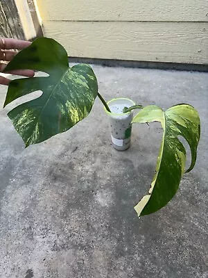 Monstera Aurea Variegated Small Form Rooted Base Cutting • $65