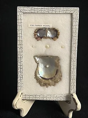 Vintage Shadow Box Display  4 Cultured Pearls W/ Mother Of Pearl Oyster Shells • $24.99