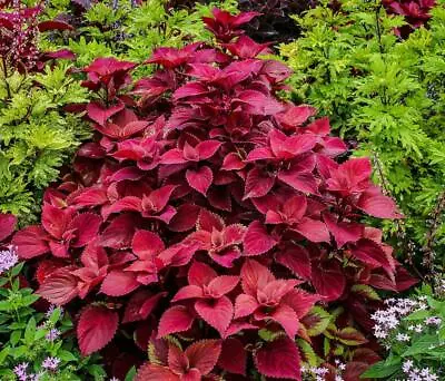 Coleus Solenostemon 'Wizard Velvet Red' Fresh 25 Seeds • £2.99