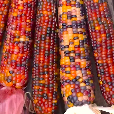 Blender Ornamental Corn Seeds | Miniature Indian Rainbow Red 2024 Fast Shipping • $3.95