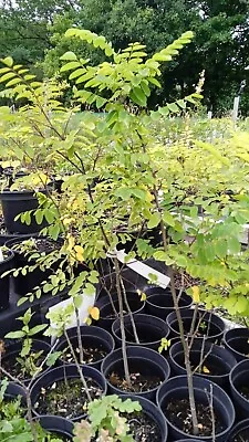 Black Locust Tree/Robinia Psuedoacacia False Acacia. 2l Pot - Grown In Wales • £24.99