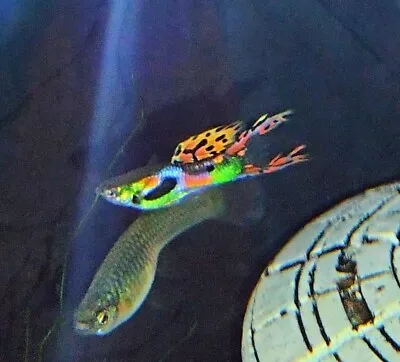 Ultra Rainbow Tiger Lyretail Guppy/Endler Hybrid Male +Free Shipping • $30