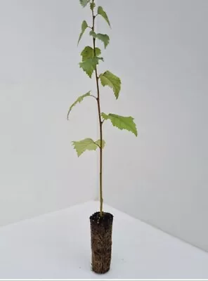 5 X Silver Birch Trees 50-60cm - Betula Pendula - Cell Grown • £10