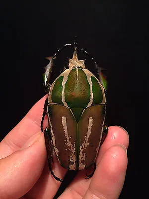 Entomology Insect Mecynorrhina Torquata Ugandensis 75mm From Uganda!! • $102.43