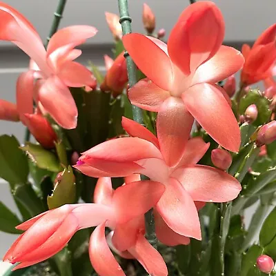 1x Sunset Dancer Red Zygo Cactus Schlumbergera Cutting • $5.80