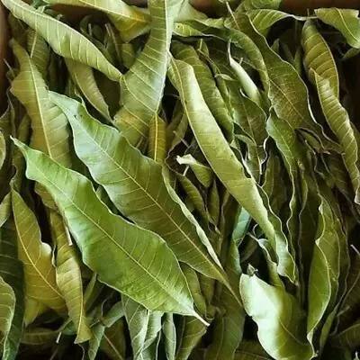 Dried Mango Leaves Fruit Tree Organic Pure Quality Natural Ceylon Herb Homemade • $12.99