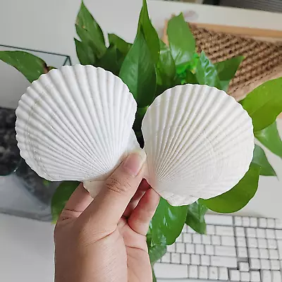 $15.46 • Buy 16PCS Shells For Crafts 3''-4'' White Scallop Shells, For Baking 16pcs 3-4