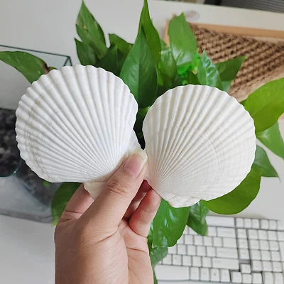 $15.46 • Buy 16PCS Shells For Crafts 3''-4'' White Scallop Shells, For Baking 16pcs 3-4