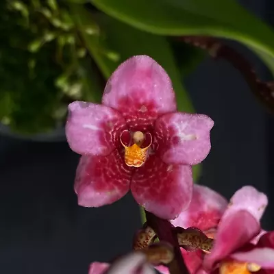 $45 • Buy Select Barrita Orchids Sarcochilus INDP/041