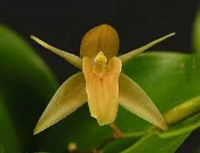 $25 • Buy Orchid Plant Coelogyne Prasina