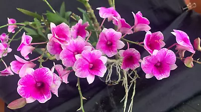 RON Dendrobium Orchid Special Quality Den. Little Princess 'Blush' (B825) • $100