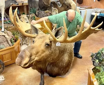 Moosehead Shoulder Mount Taxidermy Huge Alaskan Yukon Bull 61” • $8000