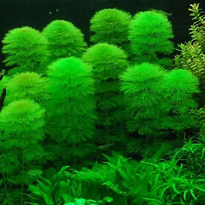 £5.99 • Buy 15 CABOMBA Aquatica, Live Aquarium Aquatic Tropical Plant Fish Tank