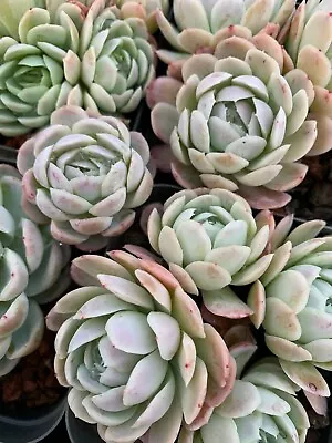 Succulent CUTTING - Echeveria Raspberry Ice • $3