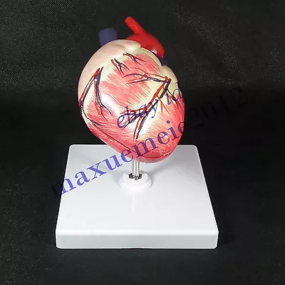 Dog Canine Pet Medical Heart Model Organ Veterinary Animal Vet Anatomy Education • $168.41