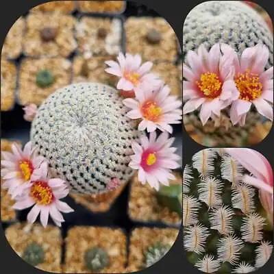 Cactus Mammillaria Pectinifera Seeds • $6.99