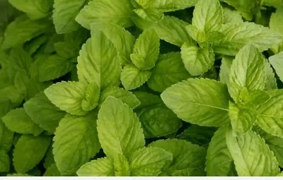 Spearmint Bulk 20 Seeds * Mojito*mint Julep*confectionery* Herbal Tea * Aroma* • $0.99