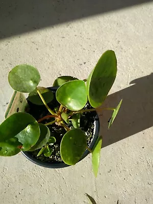 Pilea Peperomioides $15 Each • $15