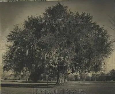 1975 Press Photo Stately Solitary Louisiana Oak Tree Inspired Whitman Poem • $19.99