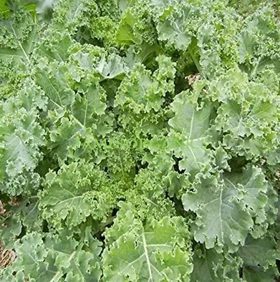 Premium Organic 100 X Siberian Kale Seeds - Quality UK Seed - Winter Hardy • £2.49