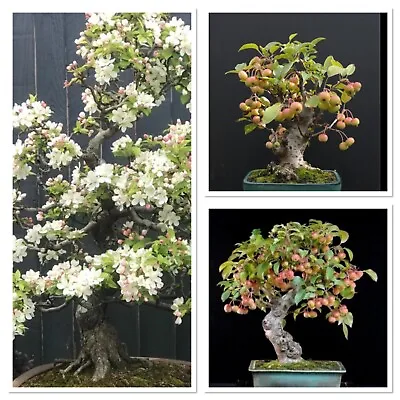 Crab Apple Bonsai Starter Tree! 2-3years Old! Starting To Branch. Hardy Easy • £9.99