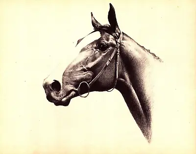  PUTNAM  Vintage Original Horse Print 1940 • £20.43