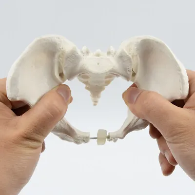 1/2 Male Pelvis Model Medical Teaching Anatomical Model Bones Skeleton Model • $27.90