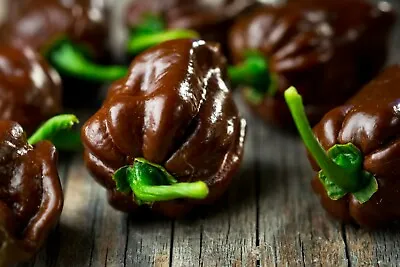 Chocolate Habanero {Capsicum Chinense} 20 Seeds Free US Shipping!  • $2.29