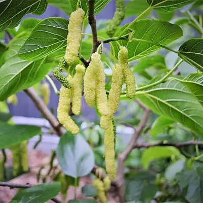 Morus Macroura RARE WHITE PAKISTAN LONG MULBERRY Tree Seeds • $4.99