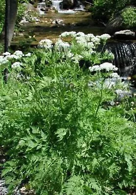 20 SWEET CICELY Myrrhis Odorata Herb Fragrant Flower Licorice Flavor Seeds • £2.41