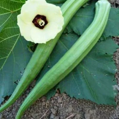 Perkins Long Pod Okra Seeds - 40+ Fresh Seeds. Available Jambalaya Star Of David • $2.49