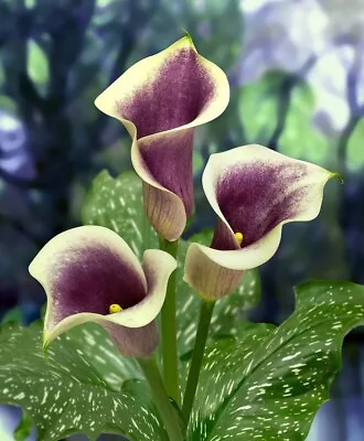 Purple Zantedeschia - PICASSO - Perennial Calla Lily Plant BULB     SIZE 14/16 • £6.95