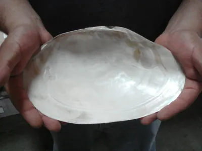 Giant Polished Mussel Dish Sea Shell Plate Beach Decor 9  - 10  #7049 • $10