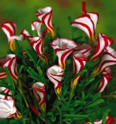 $5.95 • Buy 100Pcs Candy Cane Sorrel Oxalis Versicolor Seeds Garden Flowers Plant