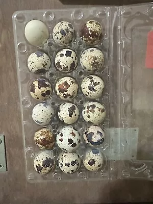 40 Fertile Tuxedo Quail Hatching Eggs Plus Extras+++ • $20