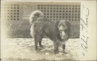 $5.93 • Buy Beautiful Family Dog Tongue Out - Ridgewood NJ Cancel 1908 Real Photo Postcard